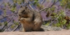 Ecureuil de Grand Canyon NP